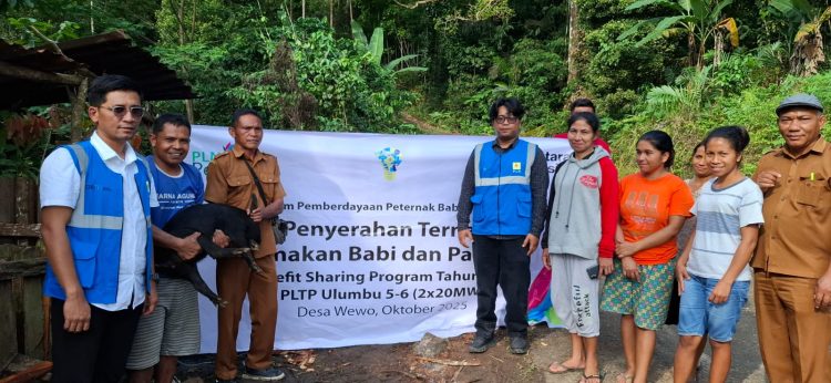 PLN Perkuat Pemberdayaan Ekonomi Berbasis Lokal, Program Ternak di Desa Wewo Sekitar Pengembangan PLTP Ulumbu Tunjukkan Dampak Positif