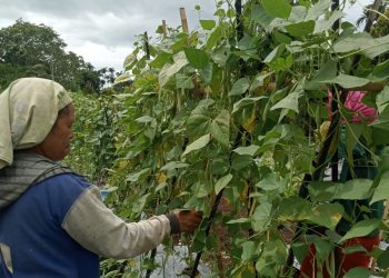Program Hortikultura PLN UIP Nusra Perkuat Ketahanan Pangan dan Tingkatkan Kesejahteraan Warga Dusun Tantong