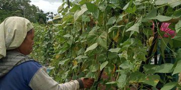 Program Hortikultura PLN UIP Nusra Perkuat Ketahanan Pangan dan Tingkatkan Kesejahteraan Warga Dusun Tantong