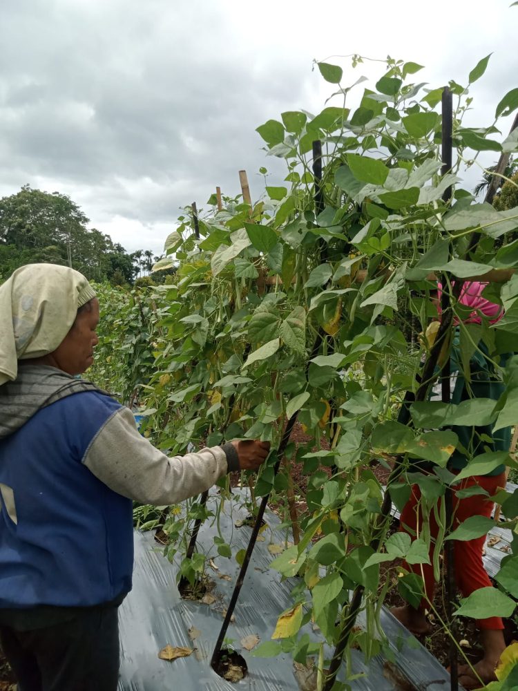 Program Hortikultura PLN UIP Nusra Perkuat Ketahanan Pangan dan Tingkatkan Kesejahteraan Warga Dusun Tantong