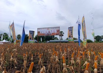 PT SMJ Menanam Masa Depan Jagung Lembata