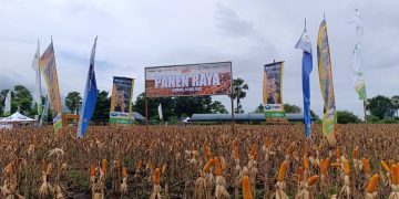 PT SMJ Menanam Masa Depan Jagung Lembata