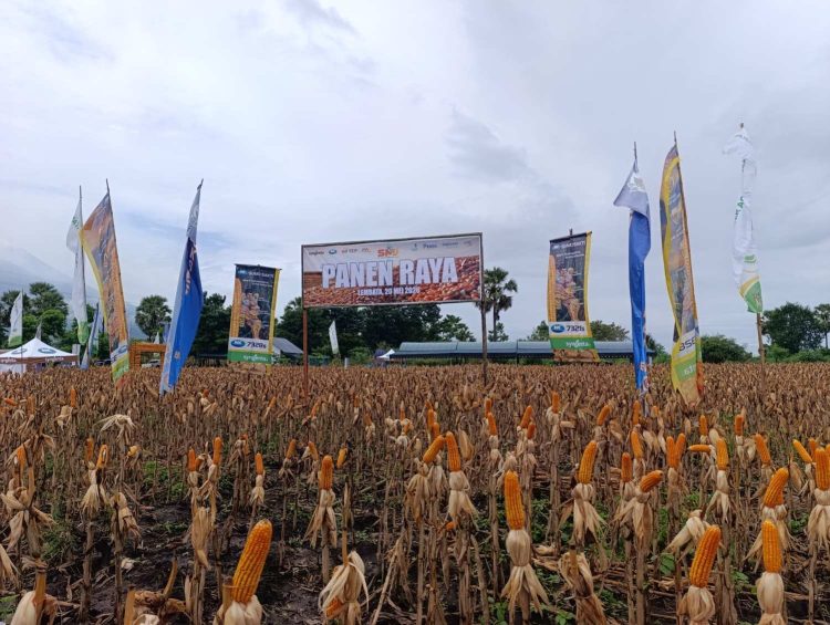 PT SMJ Menanam Masa Depan Jagung Lembata