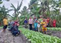 Belajar dari TTS, Jalan Panjang Transformasi Pertanian Flores Timur