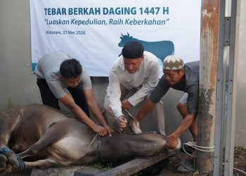 Rayakan Idul Adha 1447 H, PLN UIP Nusra Salurkan 18 Ekor Sapi dan 9 Ekor Kambing
