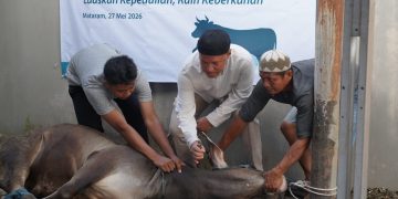 Rayakan Idul Adha 1447 H, PLN UIP Nusra Salurkan 18 Ekor Sapi dan 9 Ekor Kambing