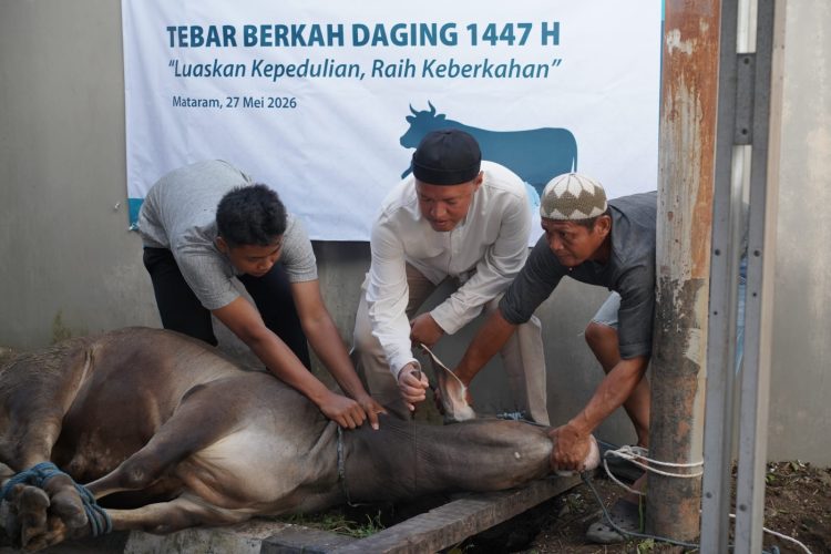 Rayakan Idul Adha 1447 H, PLN UIP Nusra Salurkan 18 Ekor Sapi dan 9 Ekor Kambing
