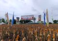 PT SMJ Panen Raya Jagung di Lembata, Kunci Sukses Kolaborasi Swasta dan Petani