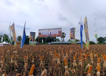 PT SMJ Panen Raya Jagung di Lembata, Kunci Sukses Kolaborasi Swasta dan Petani