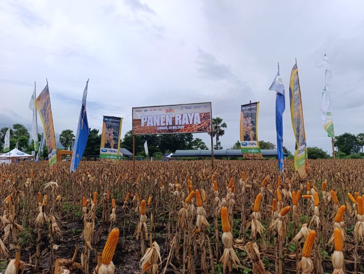 PT SMJ Panen Raya Jagung di Lembata, Kunci Sukses Kolaborasi Swasta dan Petani