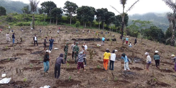 PLN Wujudkan Aspirasi Masyarakat Adat Melalui Program Agroforestry Hetero di Desa Wewo