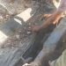 Kuburan Umum Rusak Tertindih Pohon, Janji Bupati Kanis Perbaiki Tertimbun Waktu