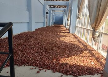 Lantai Dua GOR 99 Lembata Disulap Jadi Gudang Bawang, Disebut Atas Perintah Kadis Pertanian