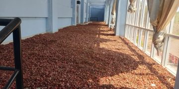 Lantai Dua GOR 99 Lembata Disulap Jadi Gudang Bawang, Disebut Atas Perintah Kadis Pertanian