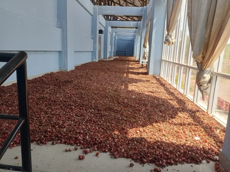 Lantai Dua GOR 99 Lembata Disulap Jadi Gudang Bawang, Disebut Atas Perintah Kadis Pertanian